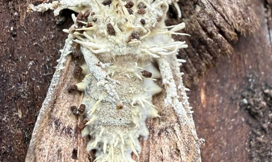 Butterflies consumed by Akanthomyces fungi in Zakarpattia, Ukraine
