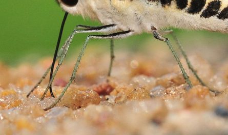 Butterflies have taste receptors on their feet, helping them detect which plants are safe to lay eggs on.