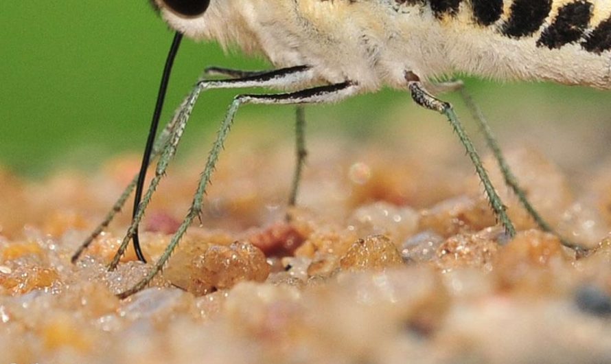 Butterflies have taste receptors on their feet, helping them detect which plants are safe to lay eggs on.
