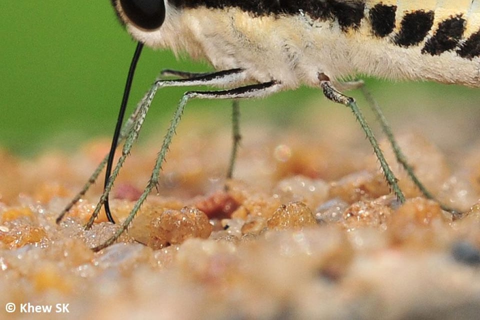 Butterflies have taste receptors on their feet, helping them detect which plants are safe to lay eggs on.