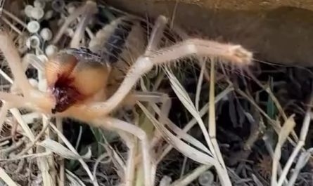 Camel Spiders scream when they are feeling threatened