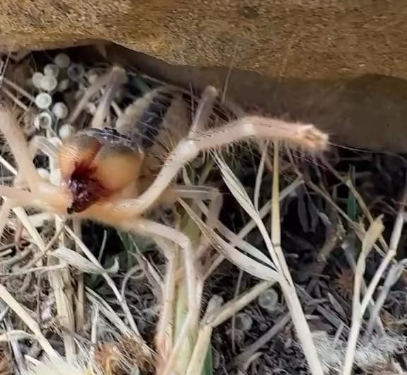 Camel Spiders scream when they are feeling threatened