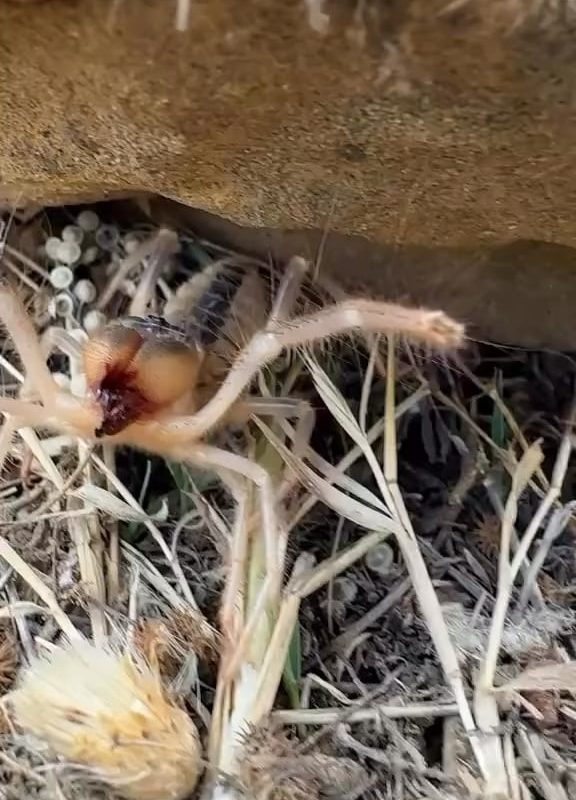 Camel Spiders scream when they are feeling threatened
