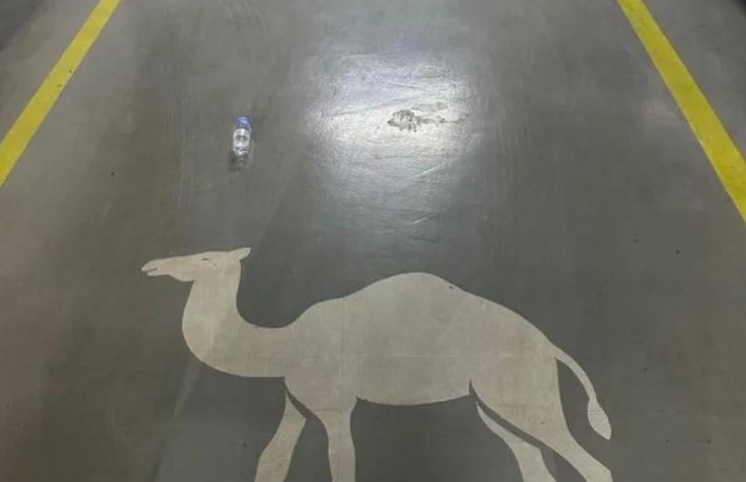 Camel parking in saudi arabia