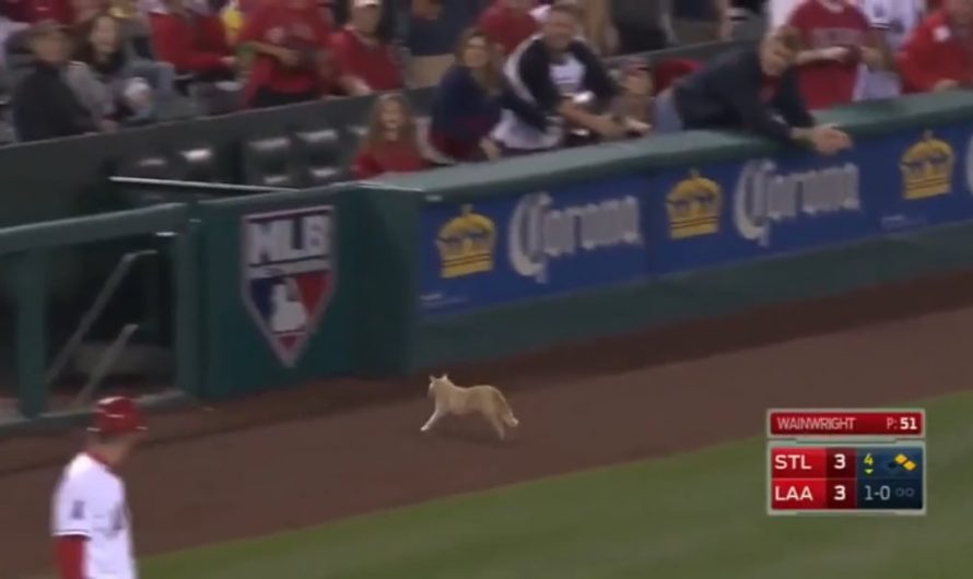 Cameraman predicting the cat’s movement