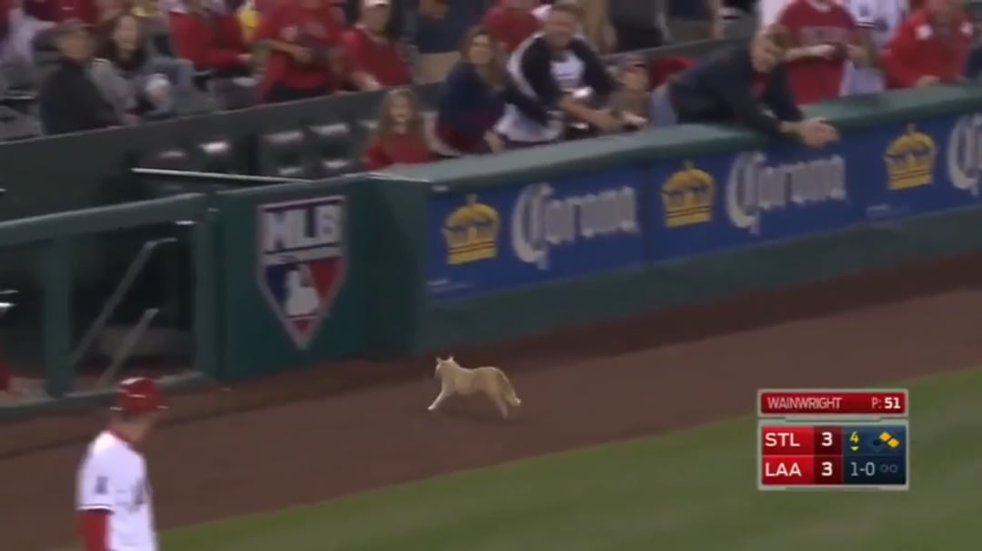 Cameraman predicting the cat's movement