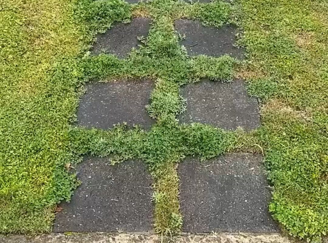 Cleaning up unruly and overgrown grass with an edger