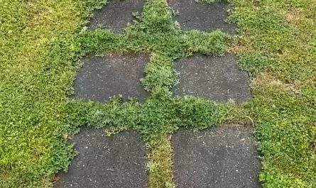 Cleaning up unruly and overgrown grass with an edger