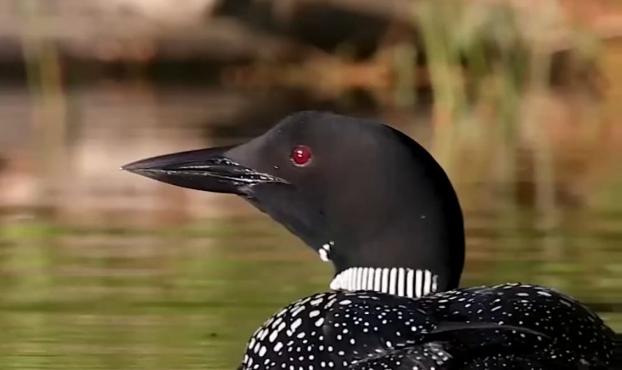 Common Loons Calling: The Bird on Canada’s One-Dollar Coin