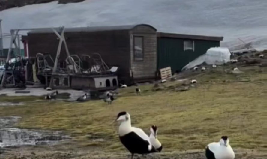 Courtship call of a male eider duck