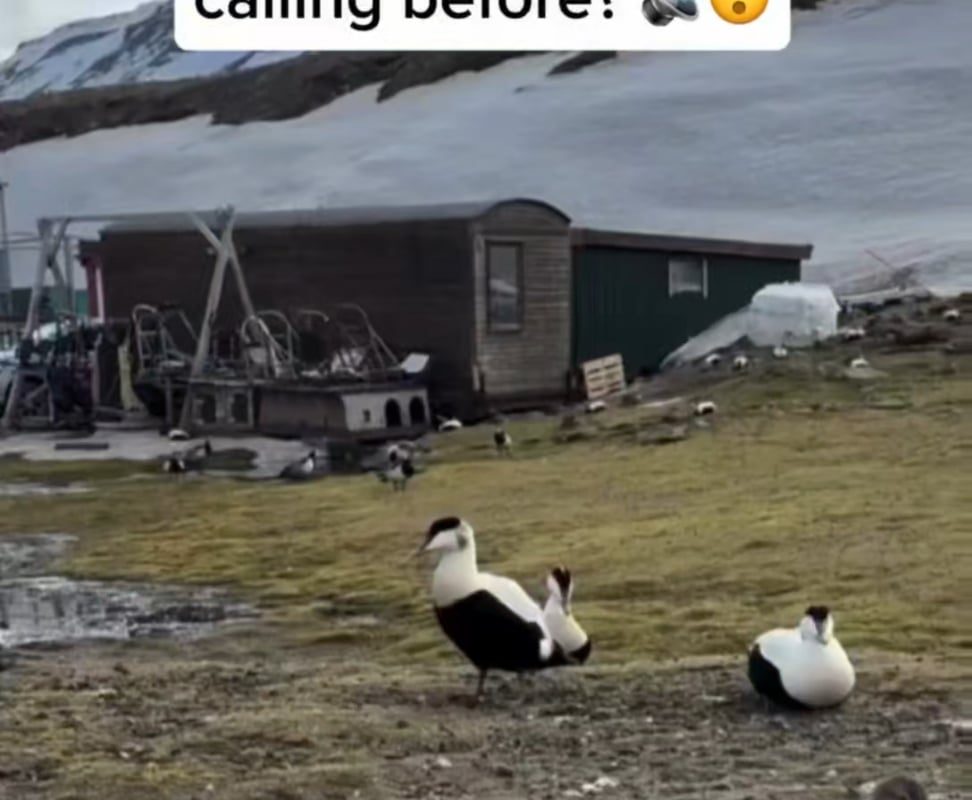 Courtship call of a male eider duck