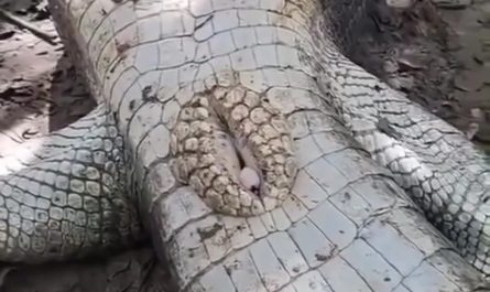 Crocodile penises are permanently erect and pop out of the cloaca when needed. Seems they might dream, too