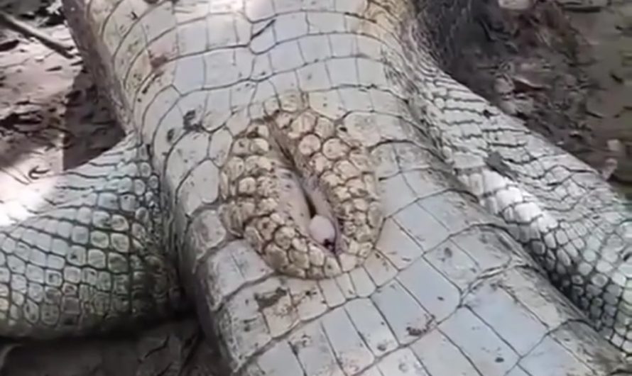 Crocodile penises are permanently erect and pop out of the cloaca when needed. Seems they might dream, too