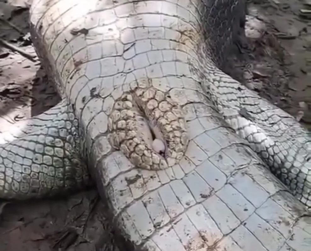 Crocodile penises are permanently erect and pop out of the cloaca when needed. Seems they might dream, too