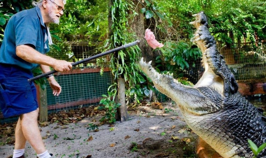 Crocodiles have negligible senescence: They don’t stop being fertile, show age relate sickness or show minimal aging in general. Cassius (died 2024 at aprox 120 years) and Henry are example of crocs well over 100.