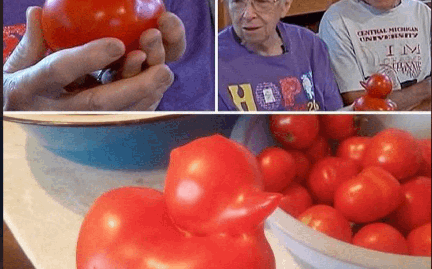 Cute couple got on CNN because they found a duck shaped tomato in their garden.