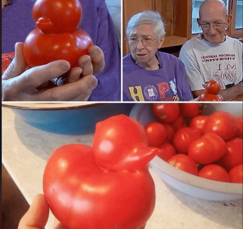 Cute couple got on CNN because they found a duck shaped tomato in their garden.