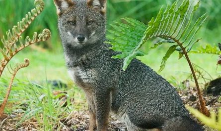 Darwin’s Fox is one of the rarest foxes on Earth only about 600-900 remain in two small forest regions of Chile. About the size of a house cat, it depends on dense old-growth forest and is disappearing largely due to disease and attacks from domestic dogs. A tiny predator vanishing fast.