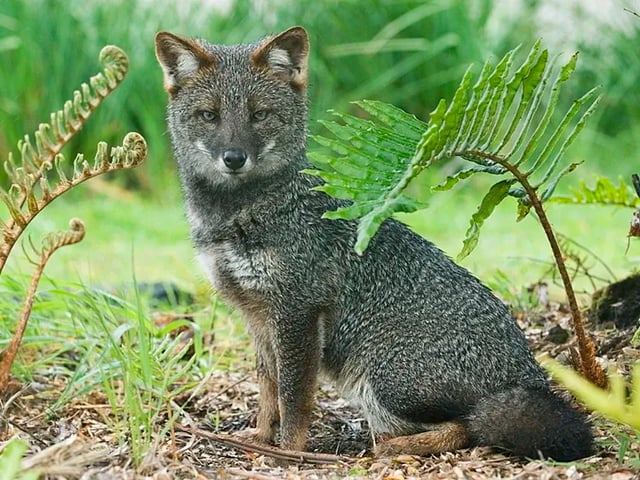 Darwin’s Fox is one of the rarest foxes on Earth only about 600-900 remain in two small forest regions of Chile. About the size of a house cat, it depends on dense old-growth forest and is disappearing largely due to disease and attacks from domestic dogs. A tiny predator vanishing fast.