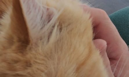 Deep purring from 16 year old Sock