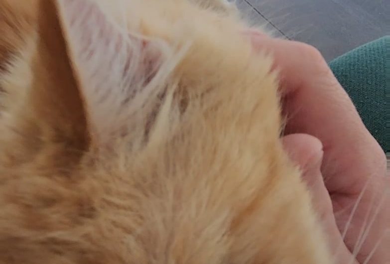 Deep purring from 16 year old Sock