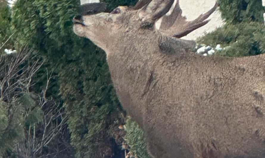 Deer eating from my neighbor’s bird feeder has moose antlers