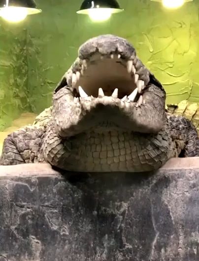 Despite not having a larynx like birds and very rudimentary vocal folds, crocodiles can roar. Is also belived they can comunicate with each others. source in comment.