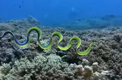 Divers spot a rare blue ribbon eel in the waters off Indonesia.