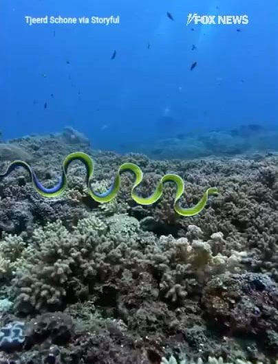 Divers spot a rare blue ribbon eel in the waters off Indonesia.