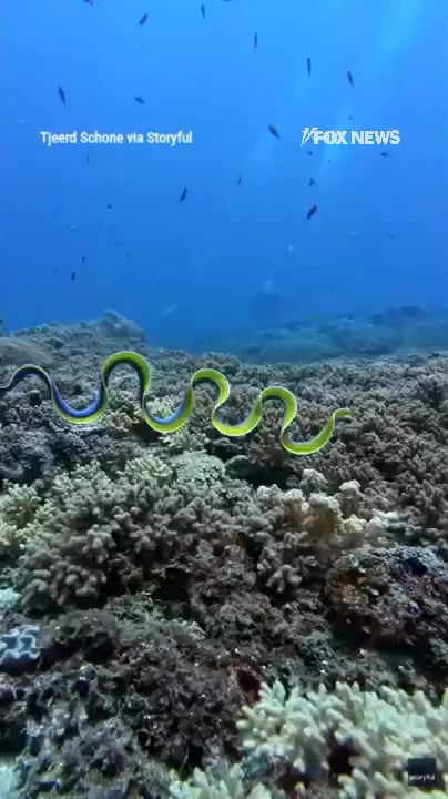 Divers spot a rare blue ribbon eel in the waters off Indonesia.