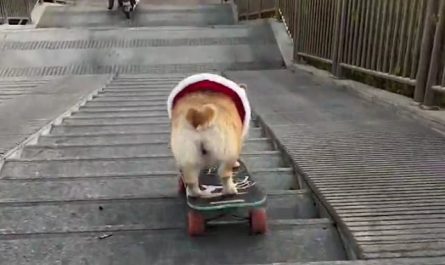Dog Skateboarding Down a Flight of Stairs Flawlessly