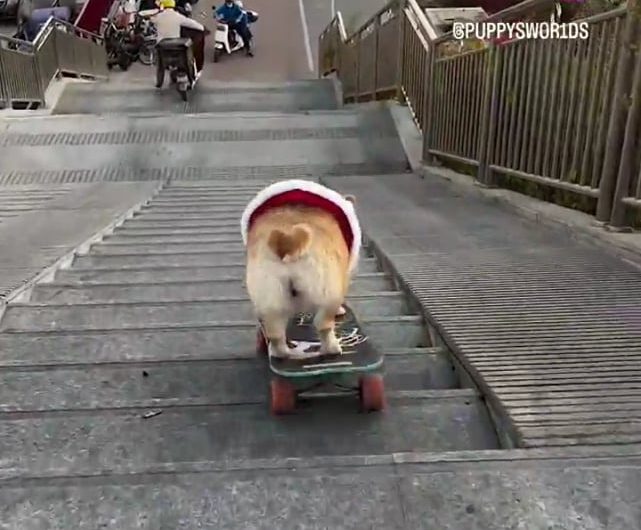 Dog Skateboarding Down a Flight of Stairs Flawlessly