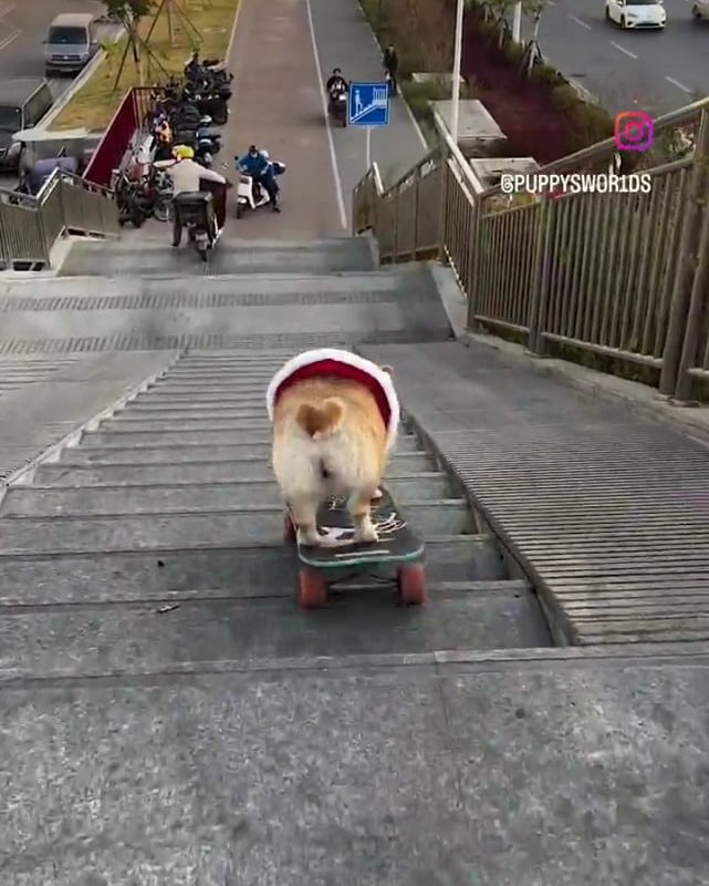Dog Skateboarding Down a Flight of Stairs Flawlessly