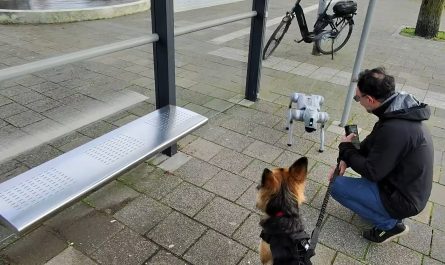 Dog meets robot dog, bites me instead