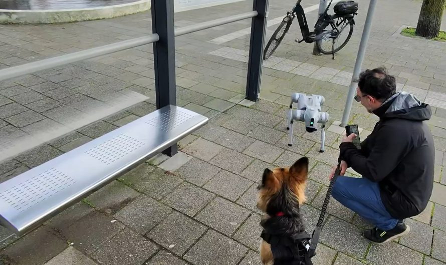 Dog meets robot dog, bites me instead