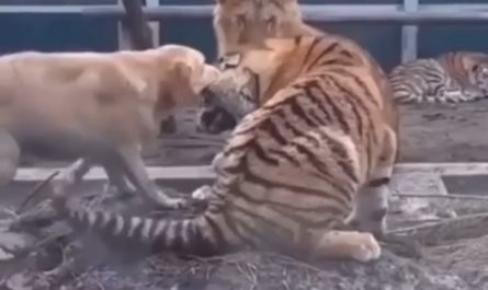 Dog prevents the lion and tiger from fighting
