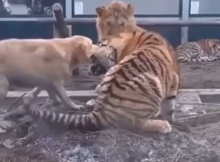 Dog prevents the lion and tiger from fighting