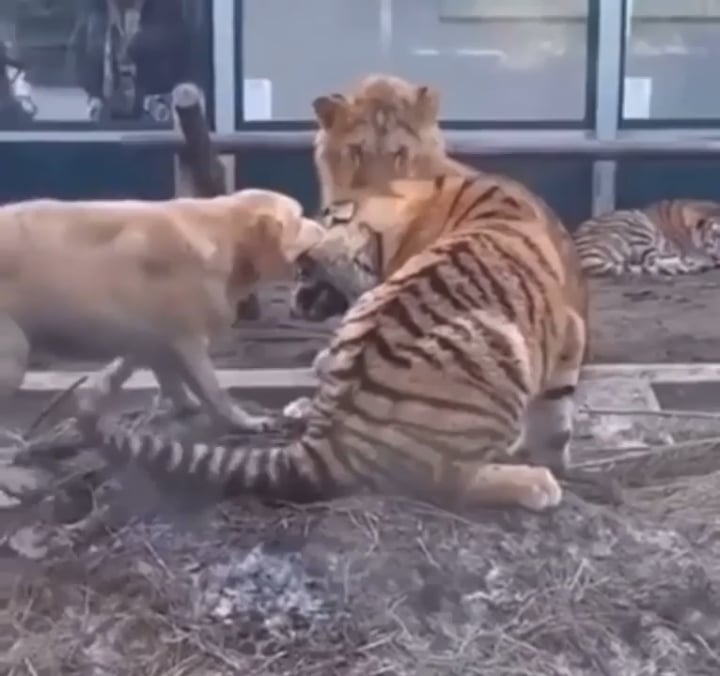 Dog prevents the lion and tiger from fighting