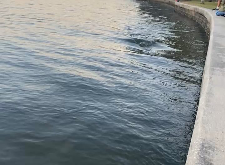 Dolphin chasing fish at a public park in Tampa Bay