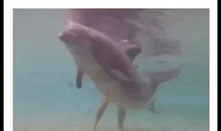 Dolphin's first breath of life.