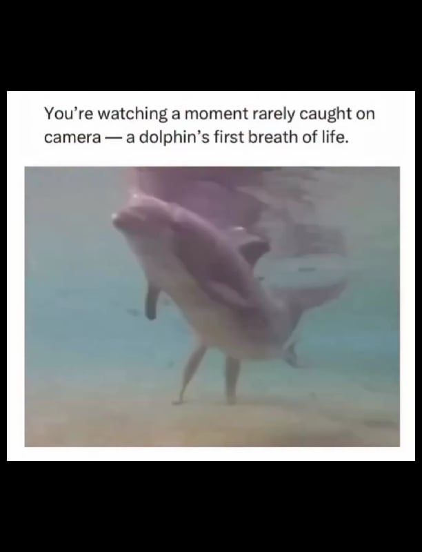 Dolphin's first breath of life.