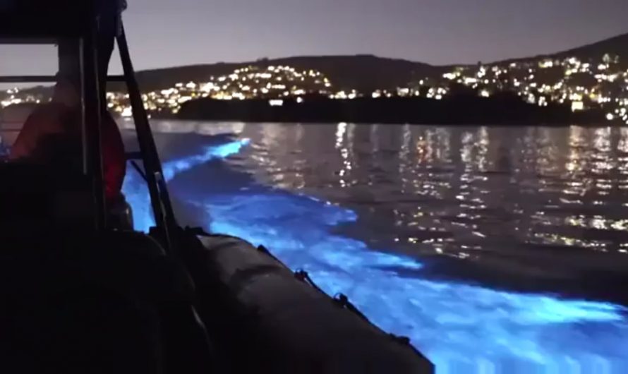 Dolphins glowing in the dark