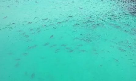 Dozens of Sharks Corral a Massive Baitball at Tallow Beach near Byron Bay, Australia (Credit to Pennefather Dougall on Facebook)