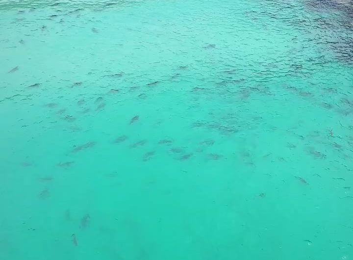 Dozens of Sharks Corral a Massive Baitball at Tallow Beach near Byron Bay, Australia (Credit to Pennefather Dougall on Facebook)