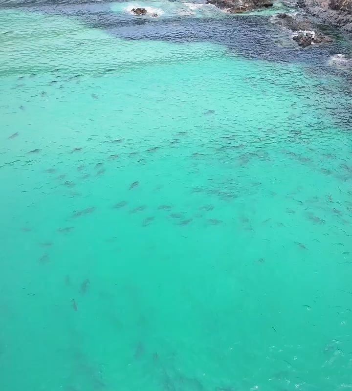 Dozens of Sharks Corral a Massive Baitball at Tallow Beach near Byron Bay, Australia (Credit to Pennefather Dougall on Facebook)