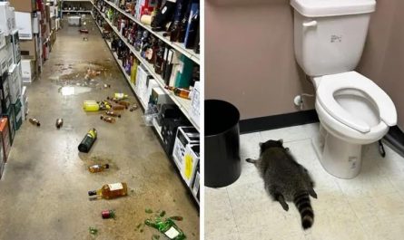 Drunk raccoon found passed out on liquor store floor after breaking in