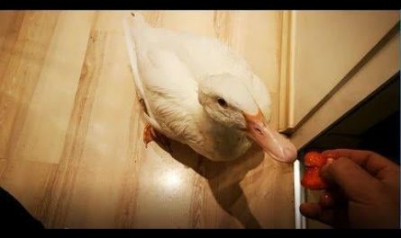 Duck tries Strawberries for the First Time!