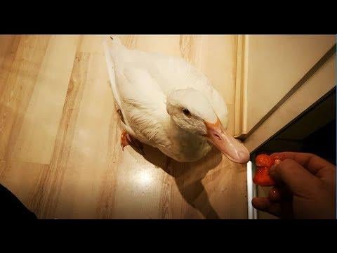 Duck tries Strawberries for the First Time!
