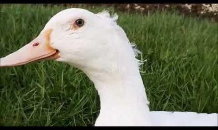 Duck's Spring Moments!