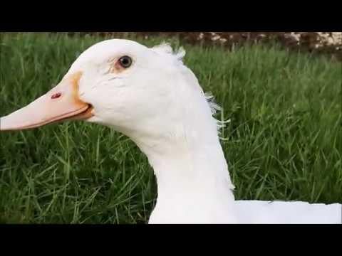 Duck's Spring Moments!